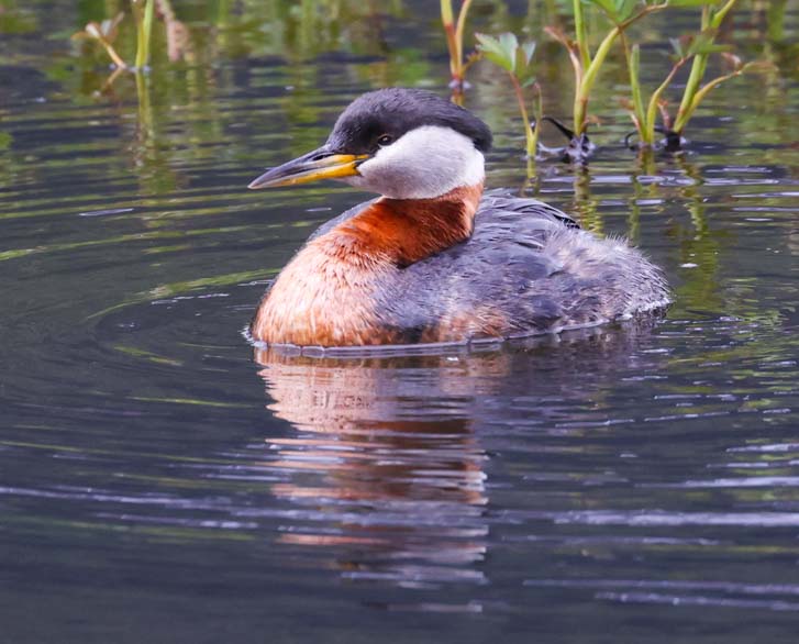 Red-necked Grebe