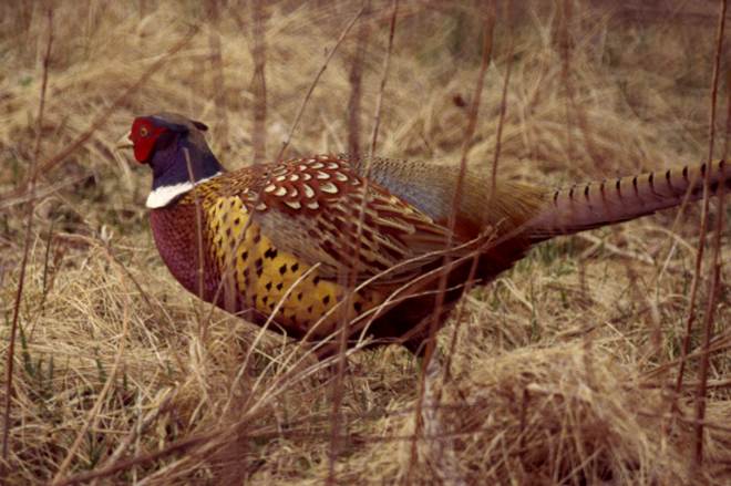 Ring-necked Pheasant (male)