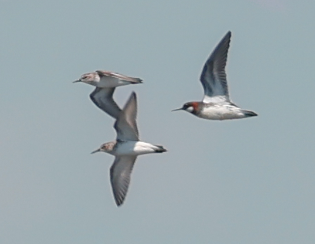 Red-necked Phalarope