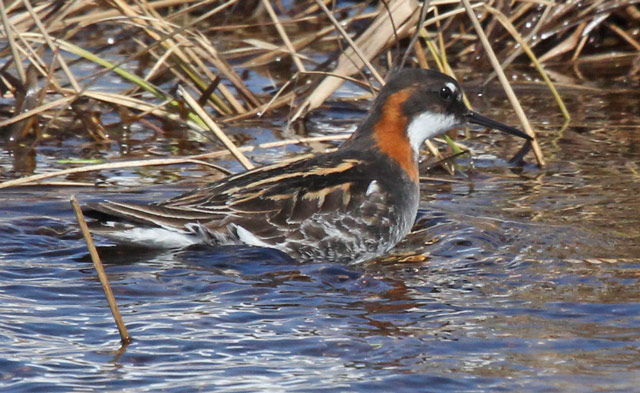 Red-necked Phalarope
