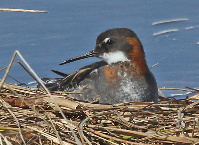 Red-necked Phalarope