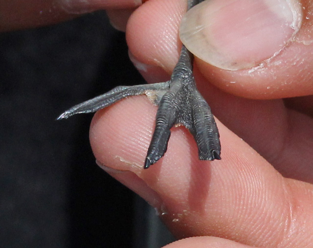 Red-necked Phalarope