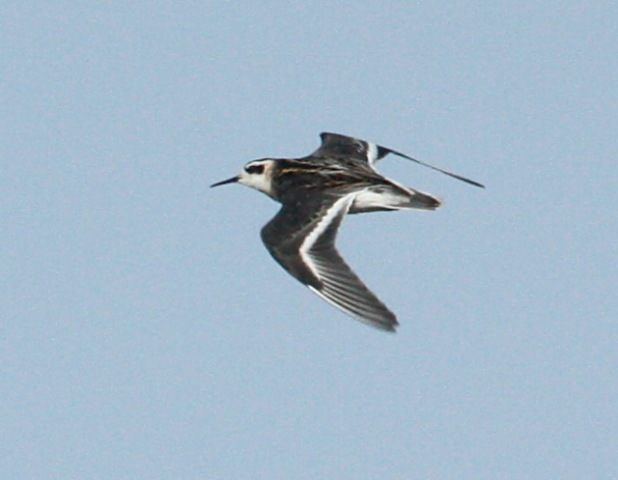 Red-necked Phalarope (juvenile)