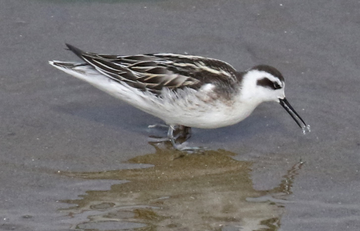 Red-necked Phalarope