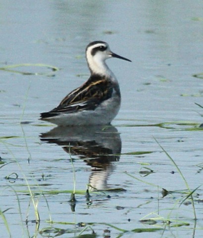Red-necked Phalarope (juvenile)
