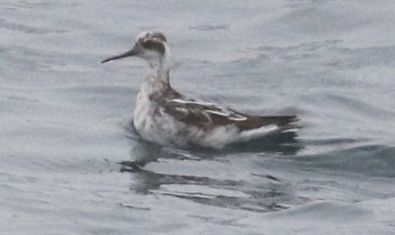 Red-necked Phalarope