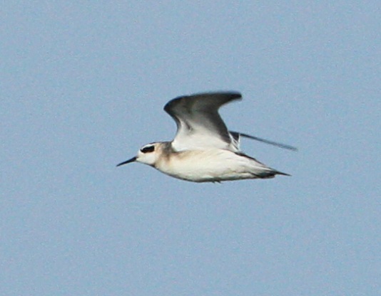 Red-necked Phalarope (juvenile)