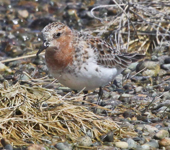 Red-necked Stint