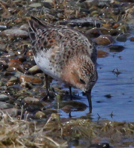 Red-necked Stint