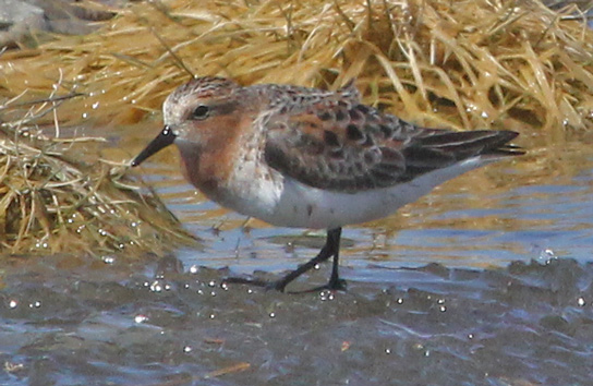 Red-necked Stint