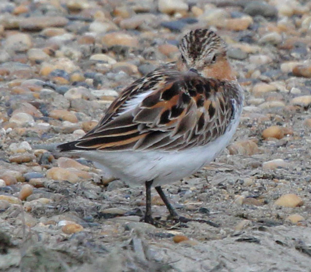 Red-necked Stint