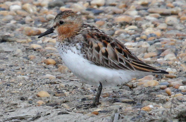 Red-necked Stint