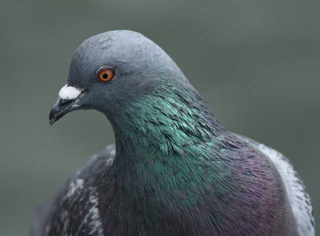 Rock Pigeon