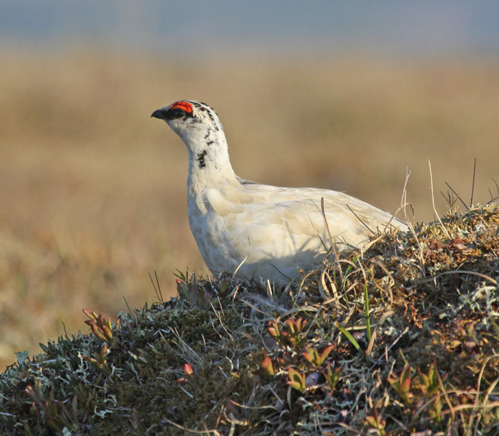 Rock Ptarmigan