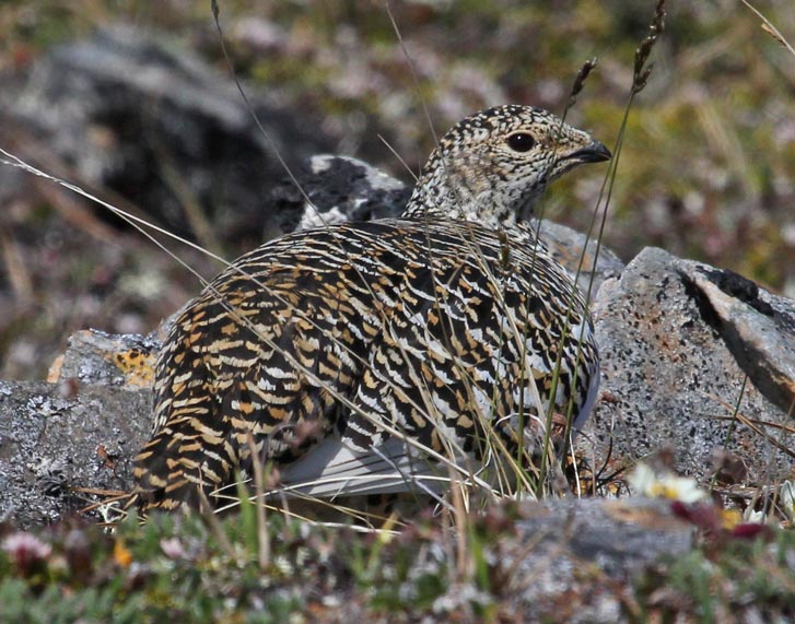 Rock Ptarmigan