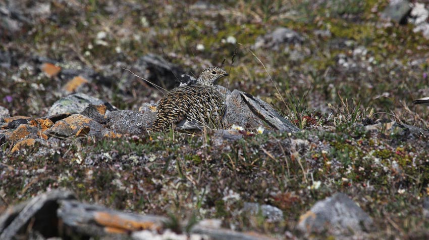 Rock Ptarmigan