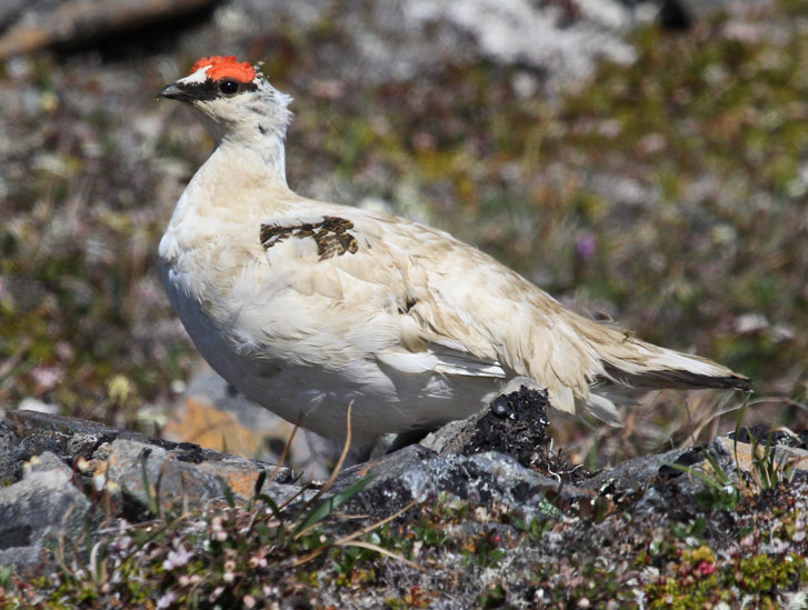 Rock Ptarmigan