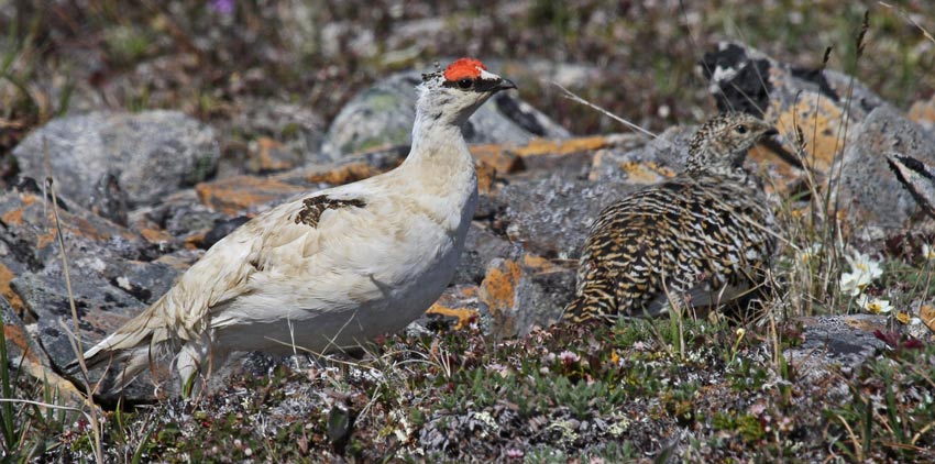 Rock Ptarmigan