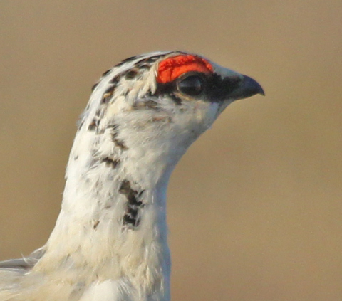 Rock Ptarmigan