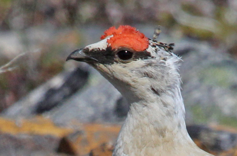 Rock Ptarmigan