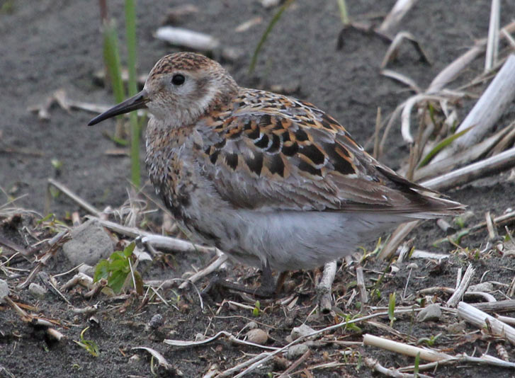 Rock Sandpiper