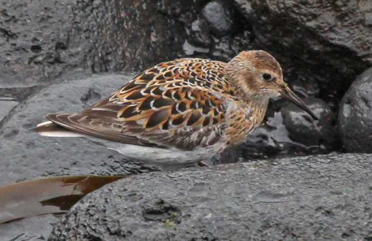 Rock Sandpiper