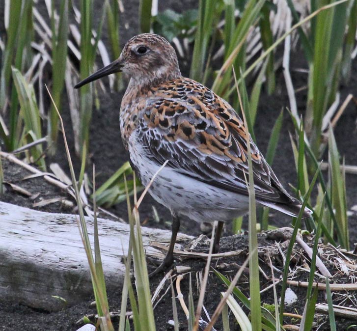 Rock Sandpiper