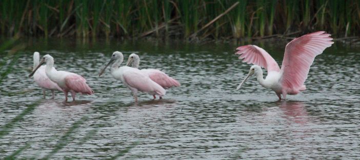 Roseate Spoonbill (immature)