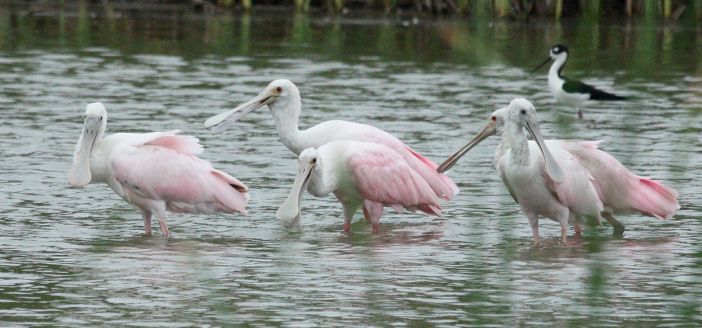 Roseate Spoonbill (immature)