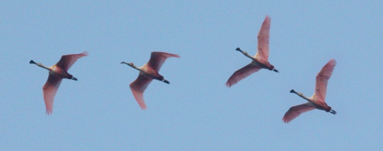Roseate Spoonbill (in flight)