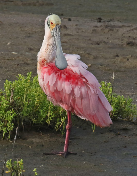 Roseate Spoonbill