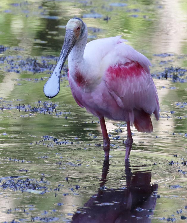 Roseate Spoonbill