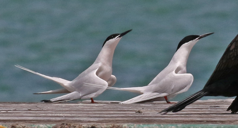 Roseate Tern