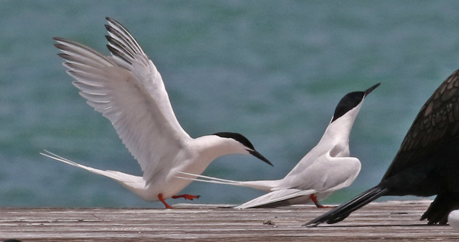 Roseate Tern