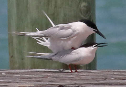 Roseate Tern