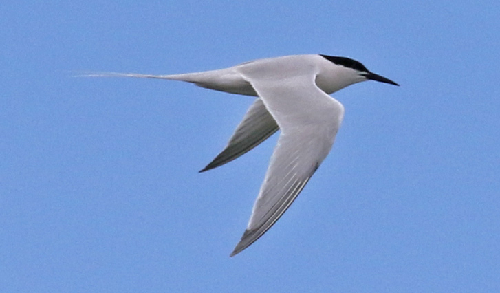 Roseate Tern