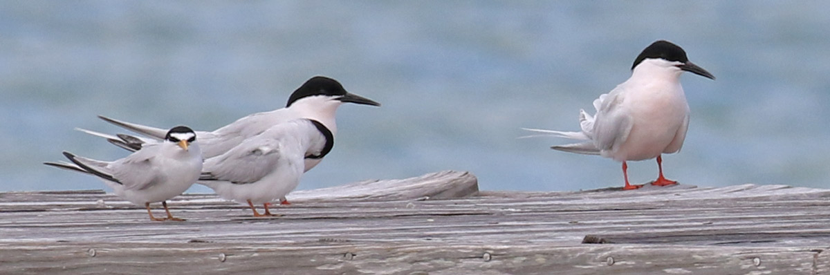 Roseate Tern