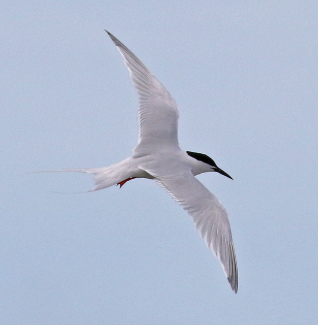 Roseate Tern