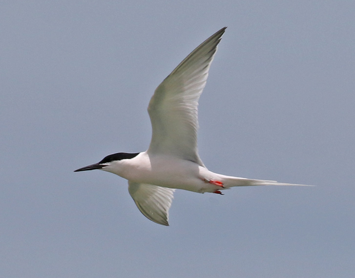 Roseate Tern