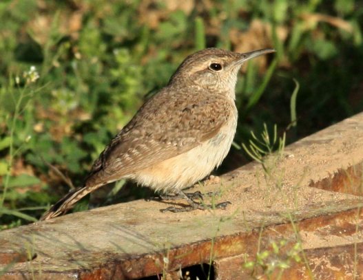 Rock Wren