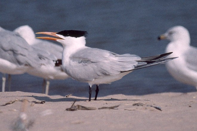 Royal Tern
