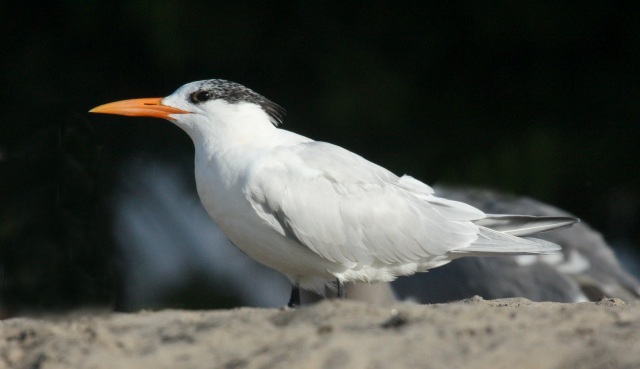 Royal Tern (non-breeding adult)