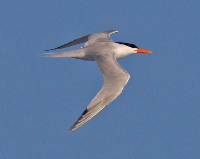 Royal Tern