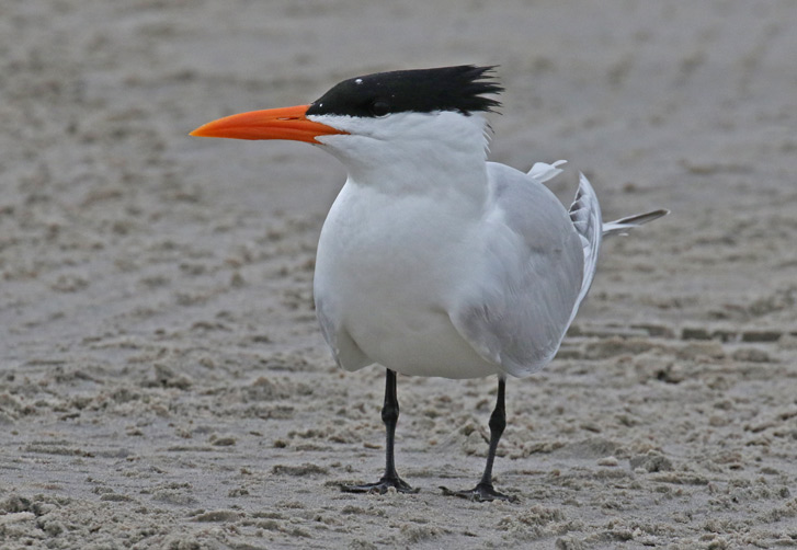 Royal Tern (non-breeding adult)