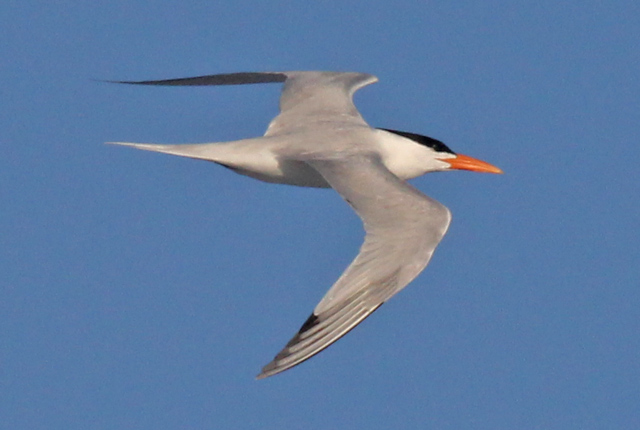 Royal Tern