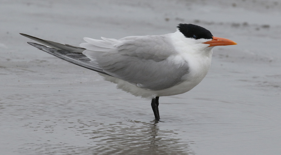 Royal Tern (non-breeding adult)