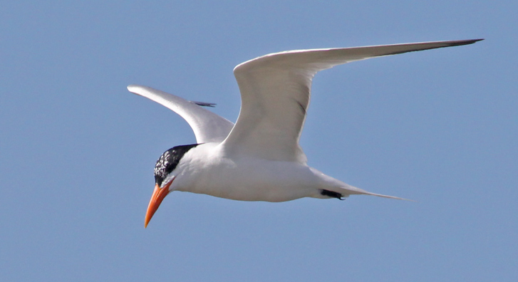 Royal Tern