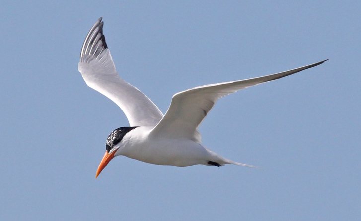 Royal Tern