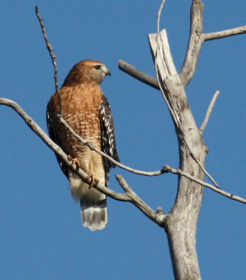 Red-shouldered Hawk