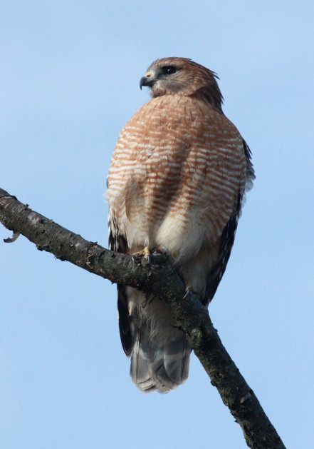 Red-shouldered Hawk photo #3